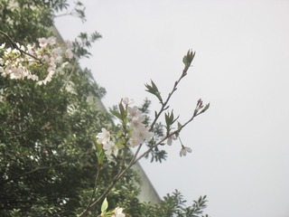 423F0555-E812-4007-B9B4-3B733E2E5FA7/L0/001
