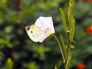 DSCF51111.jpg