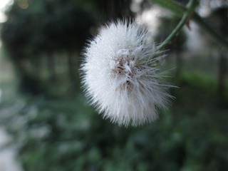 IMG_0104.JPG