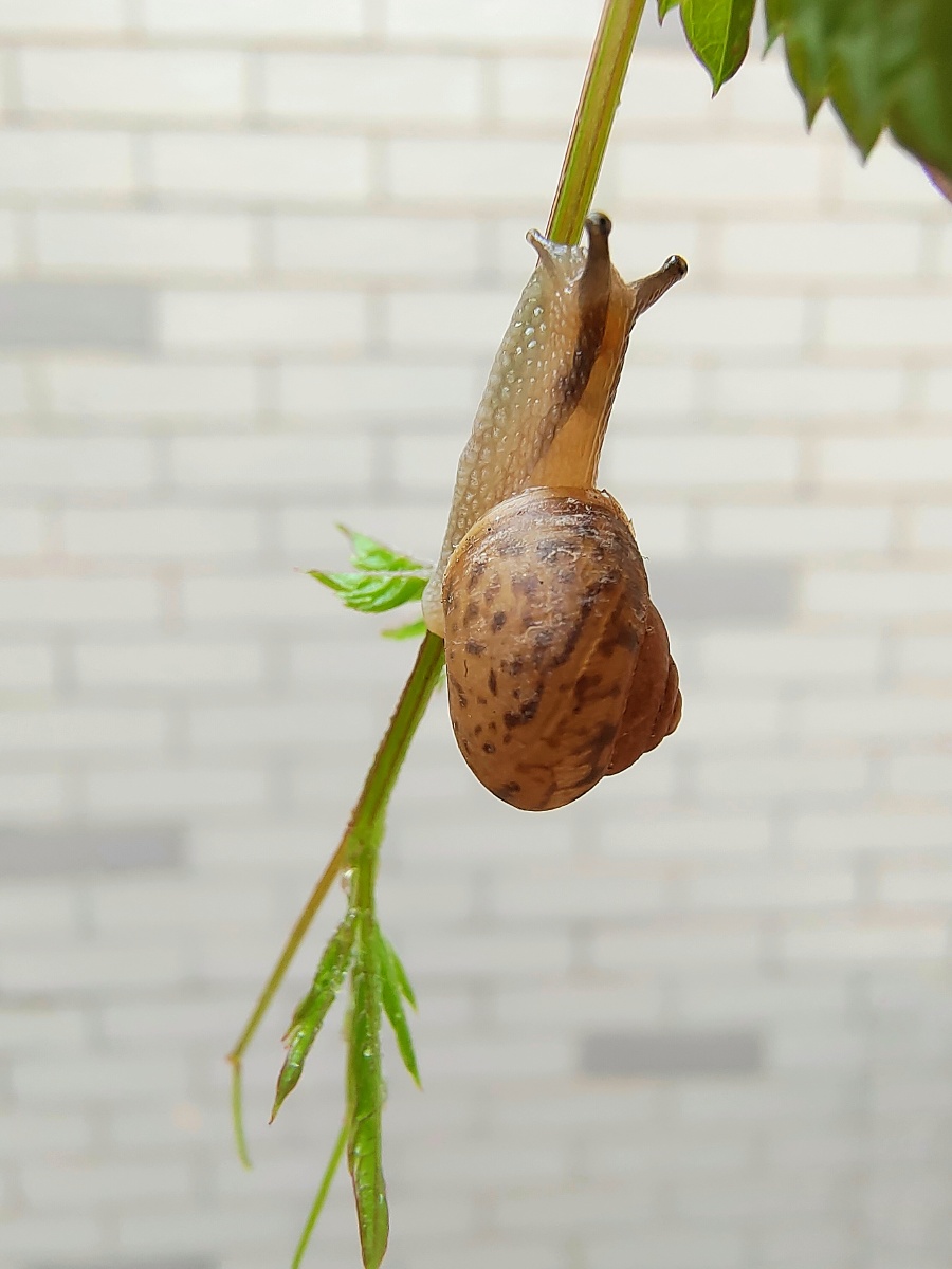 蜗牛- 回忆典典 - 图虫