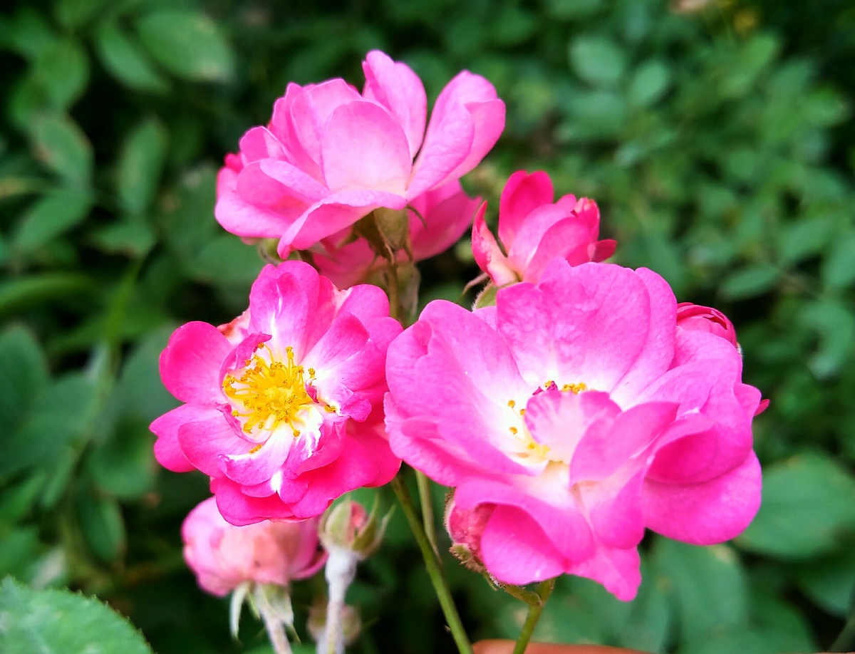 微型小月季花 - 回忆典典 - 图虫