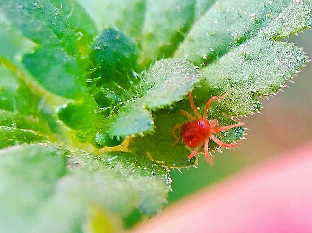 微距拍摄*很小的红蜘蛛 - 回忆典典 - 图虫