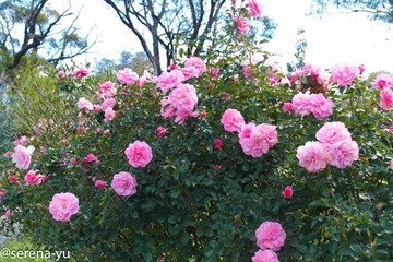 Rose Cottage