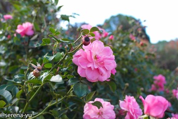 Rose Cottage-2