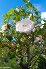 Rose Cottage-4