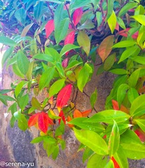 Yerribi Pond-5