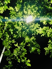5FA6857A-3482-47AD-AFE0-23D5752BC83B/L0/001