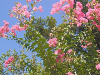 9896832C-13BB-4192-8F62-CEC03A88556B/L0/001
