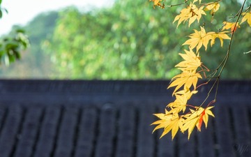 IMGP7925.jpg