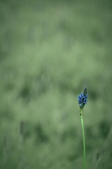 IMGP2386.jpg