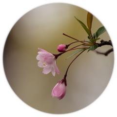 IMGP2415.jpg