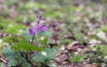 IMGP2694.jpg
