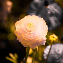 IMGP3426.jpg