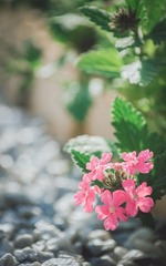 IMGP3363.jpg