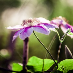 IMGP3369.jpg