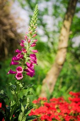 IMGP3375.jpg