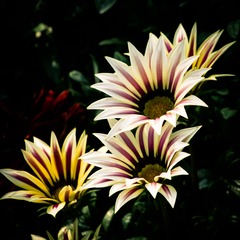 IMGP3417.jpg