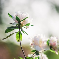 IMGP3431.jpg