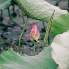 IMGP7158.jpg