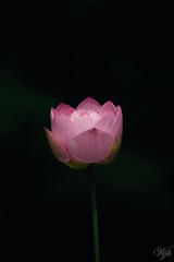 IMGP8624.jpg
