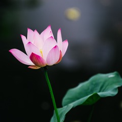 IMGP8634.jpg
