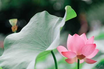 IMGP8643.jpg