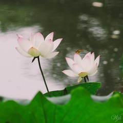 IMGP8657.jpg