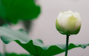 IMGP8672.jpg