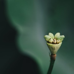 IMGP8674.jpg