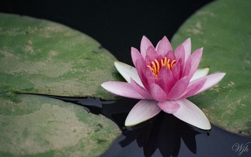IMGP8685.jpg