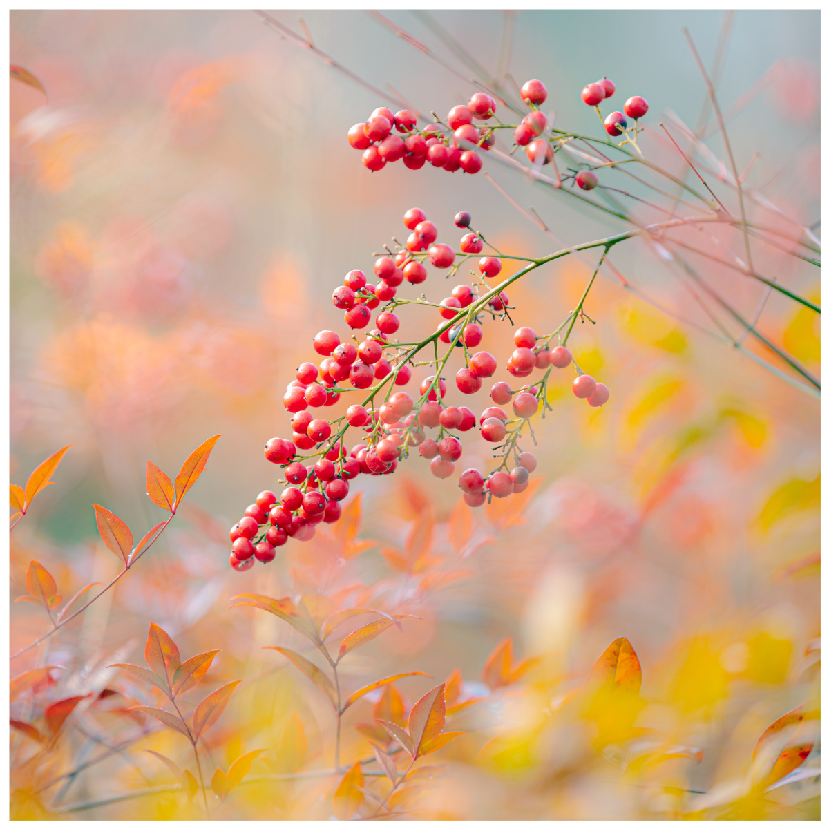 叫不出它的名字因是红色暂且称为红豆吧