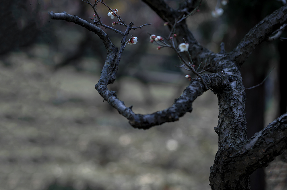 疏影横斜 暗香浮动(梅花2)