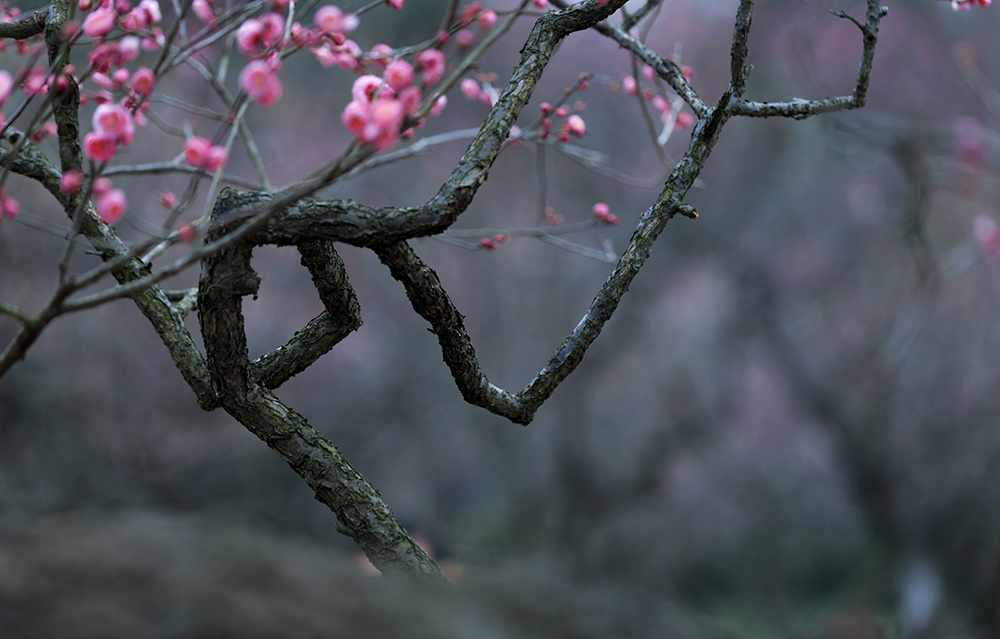 疏影横斜 暗香浮动(梅花2)