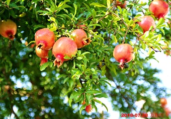 IMGP2593__
