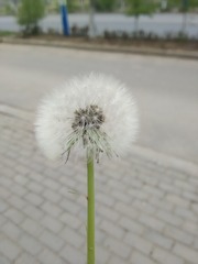 84944