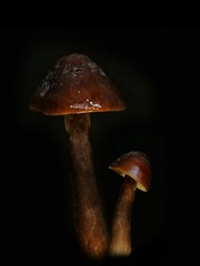 2242772