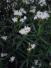 A48E2074-F985-4413-90AC-BFDCD8D59363/L0/001