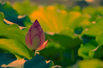 DSC_0355.JPG