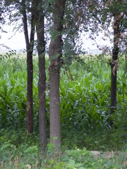 A8EE86AA-A505-452F-984D-0E6305E82C1A/L0/001