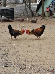 143095