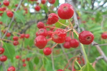 SAM_2928