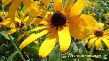 SAM_2868