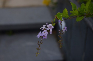 IMGP0259.JPG