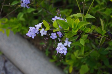 IMGP0261.JPG