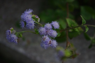 IMGP0263.JPG