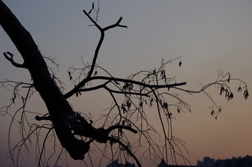 IMGP0441.JPG