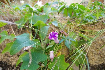 IMGP0731.JPG