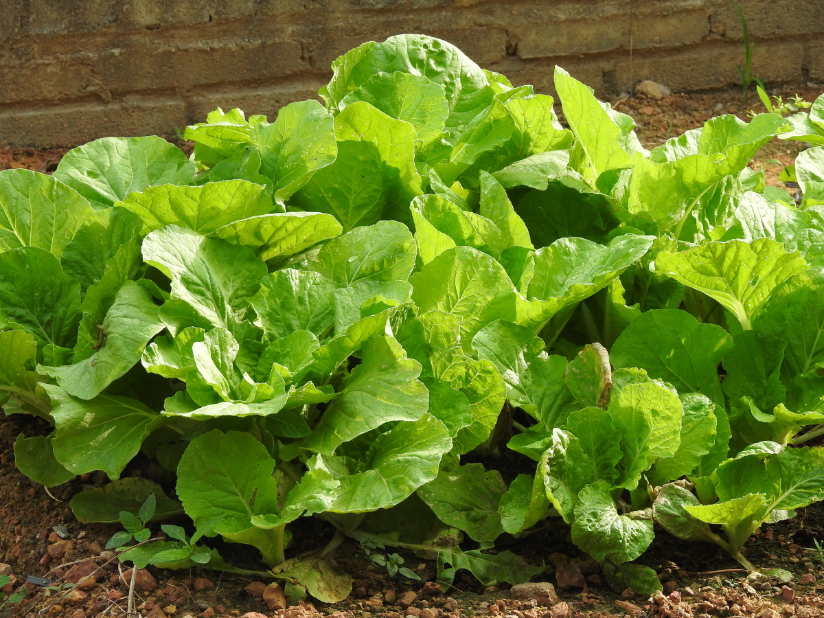 城市里的农家菜园