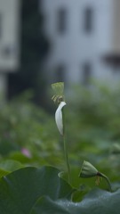 1000028156