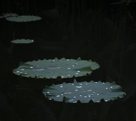 1000028161